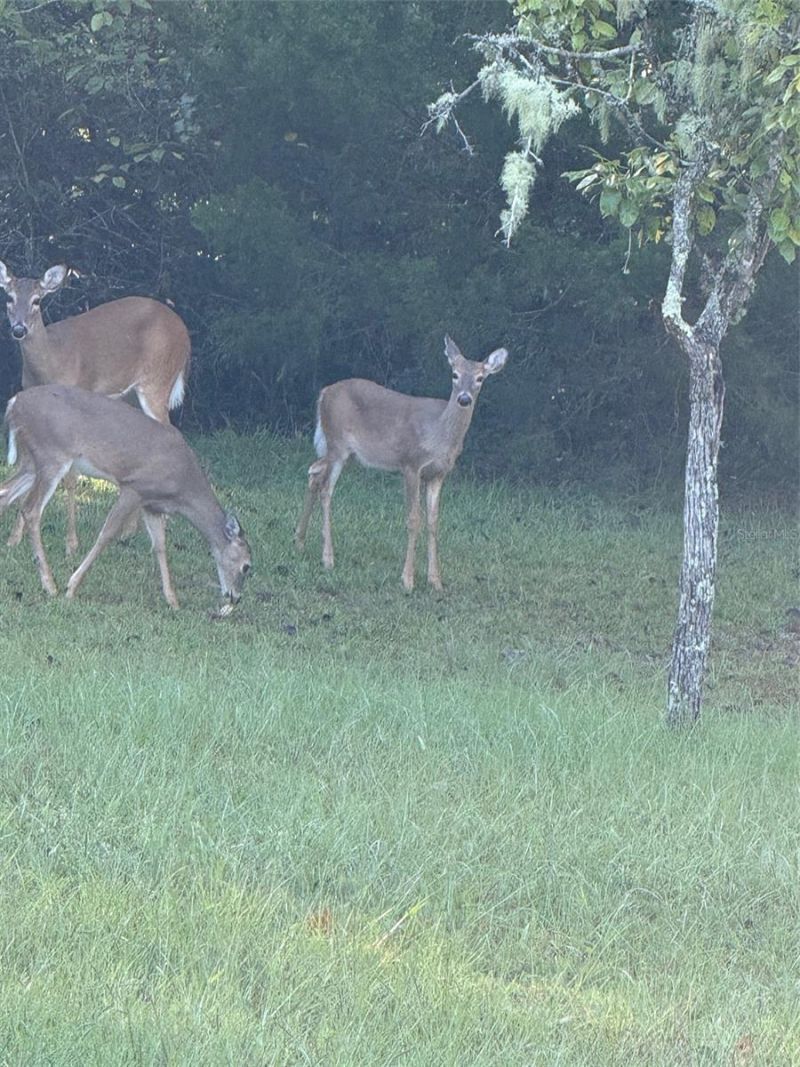 7011 SW 170 Street, Archer, FL 32618 Photo