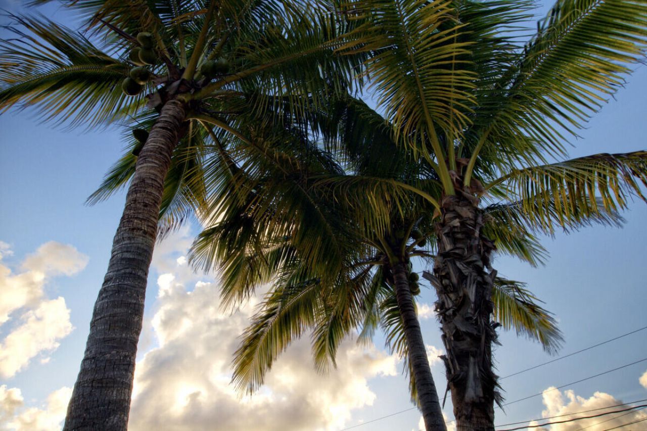 11295 6th Avenue Gulf, Marathon, FL 33050 Photo