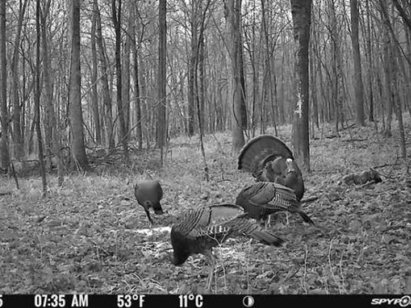 1459 State Route 73, Peebles, OH 45660 Photo 43