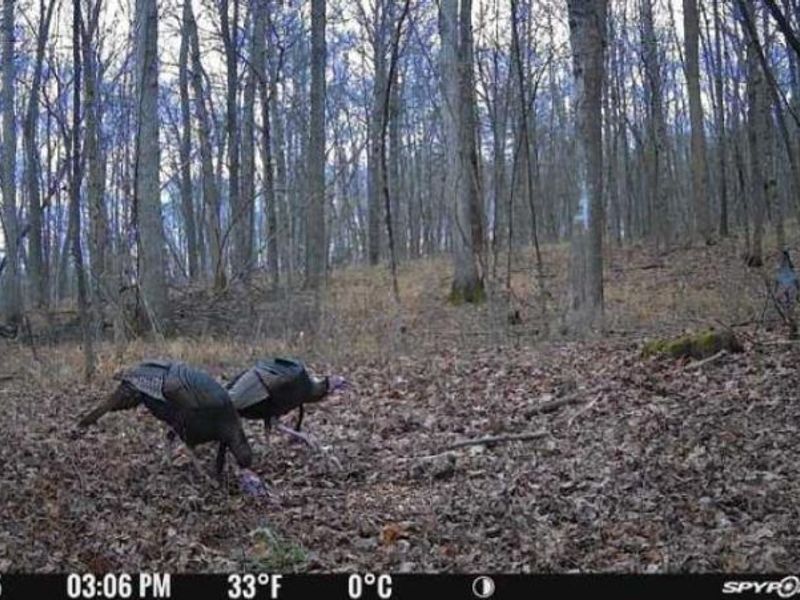 1459 State Route 73, Peebles, OH 45660 Photo 44