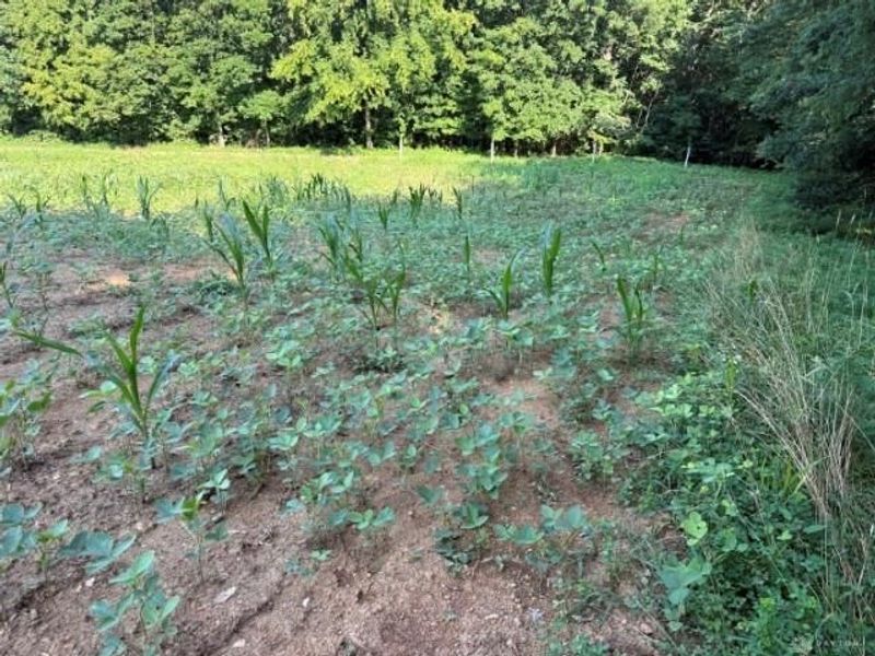 1459 State Route 73, Peebles, OH 45660 Photo 47