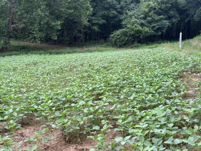 1459 State Route 73, Peebles, OH 45660 Photo 48