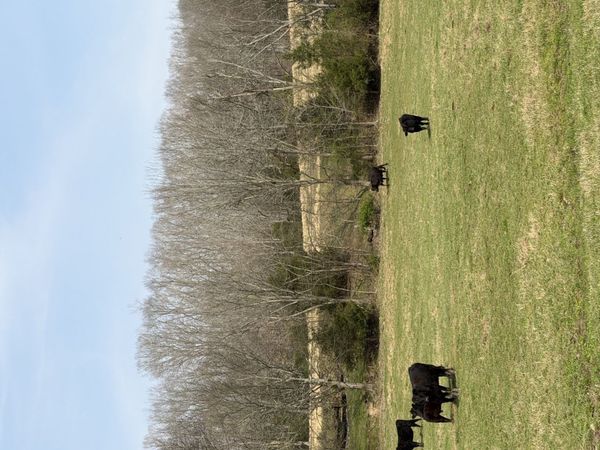 6 N Lick Creek Rd , Franklin, TN 37064