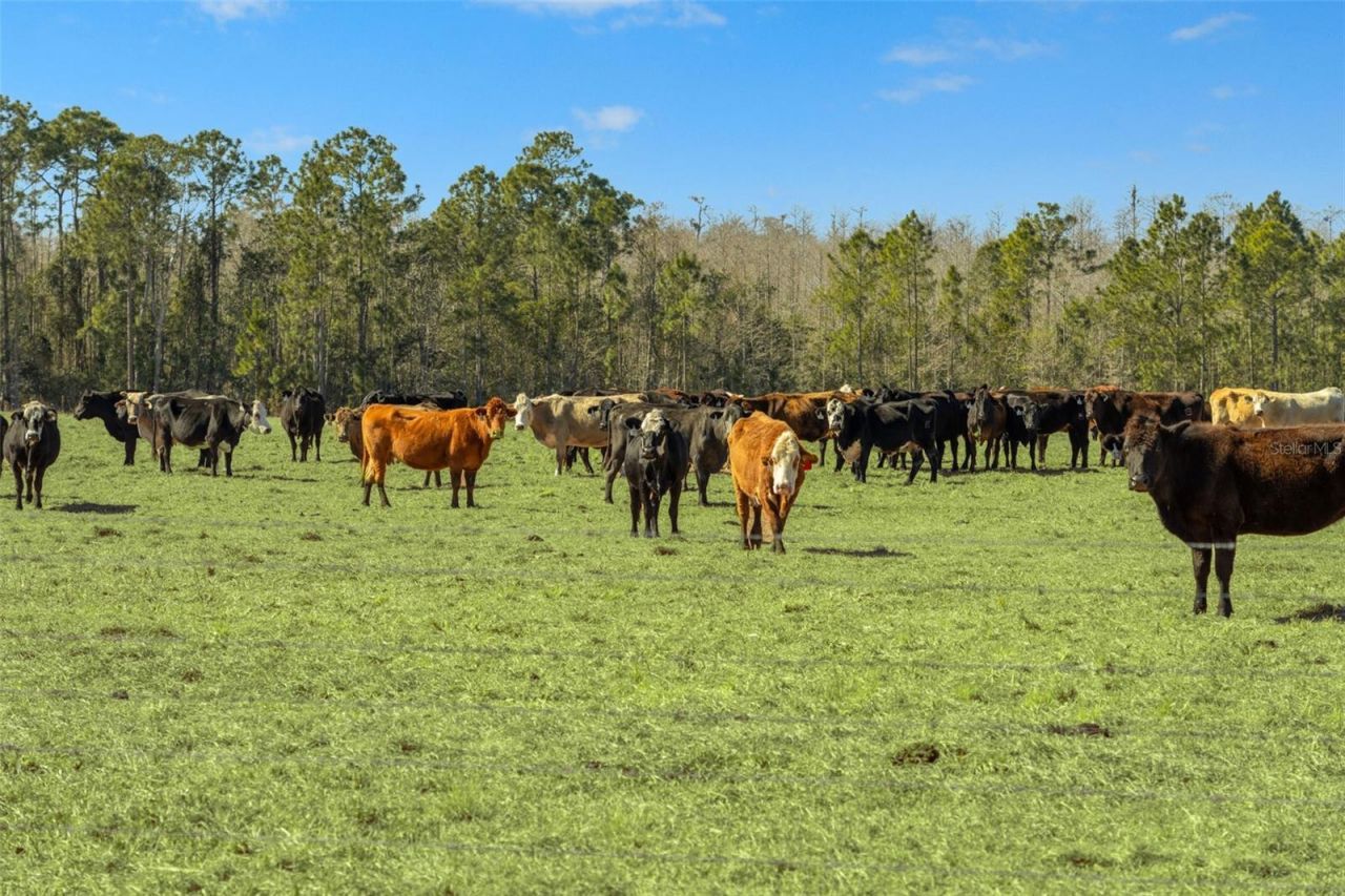 Lake Erie Road, Groveland, FL 34736 Photo