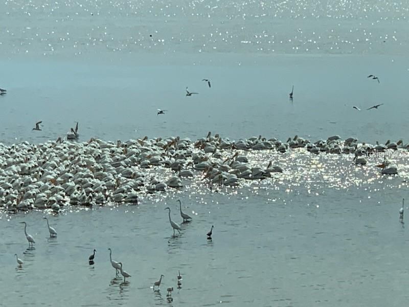 6470 Mourning Dove Drive, Unit 203, Bradenton, FL 34210 Photo