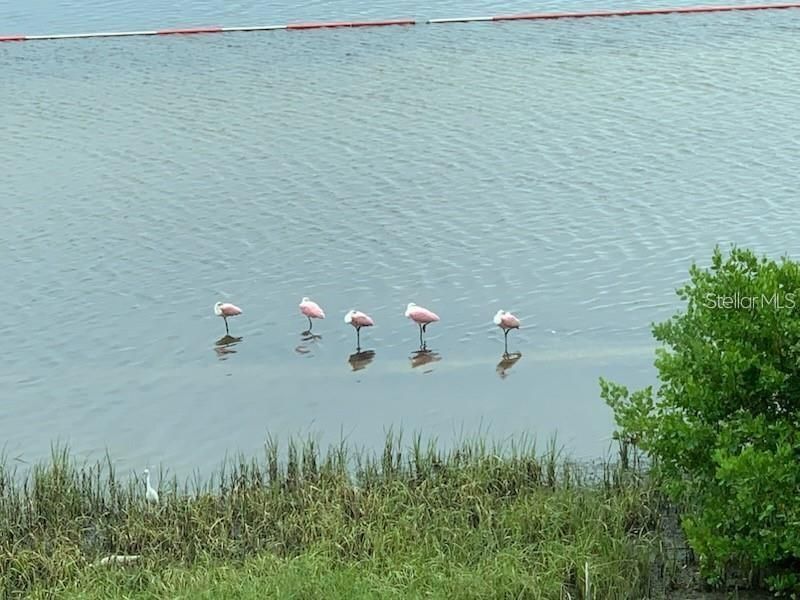 6470 Mourning Dove Drive, Unit 203, Bradenton, FL 34210 Photo