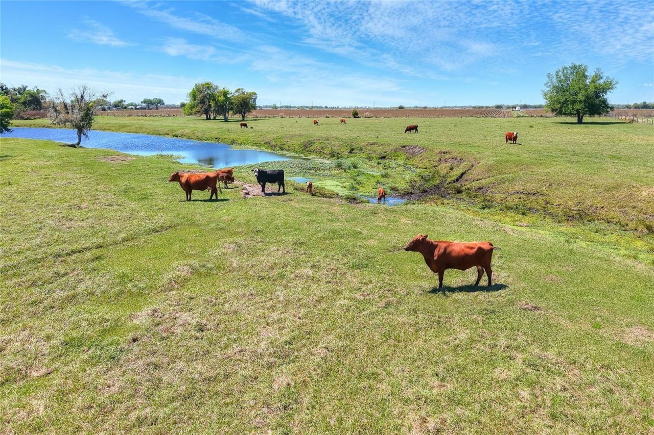 15721 Colding Loop, Wimauma, FL 33598 Photo