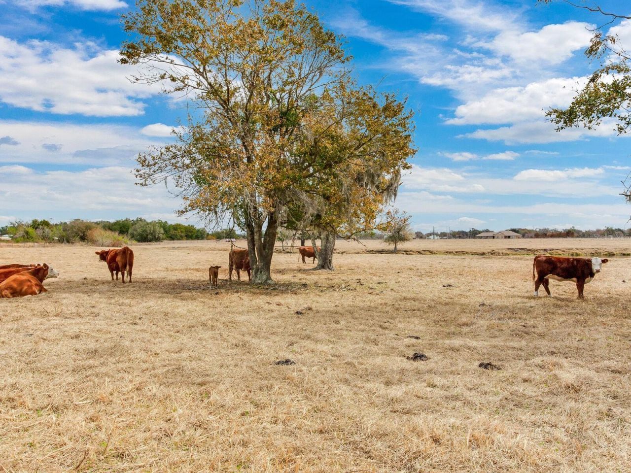 15721 Colding Loop, Wimauma, FL 33598 Photo