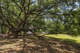 414 Greene Street  photo 4