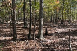 Bhl 7 Boise Cascade photo 4