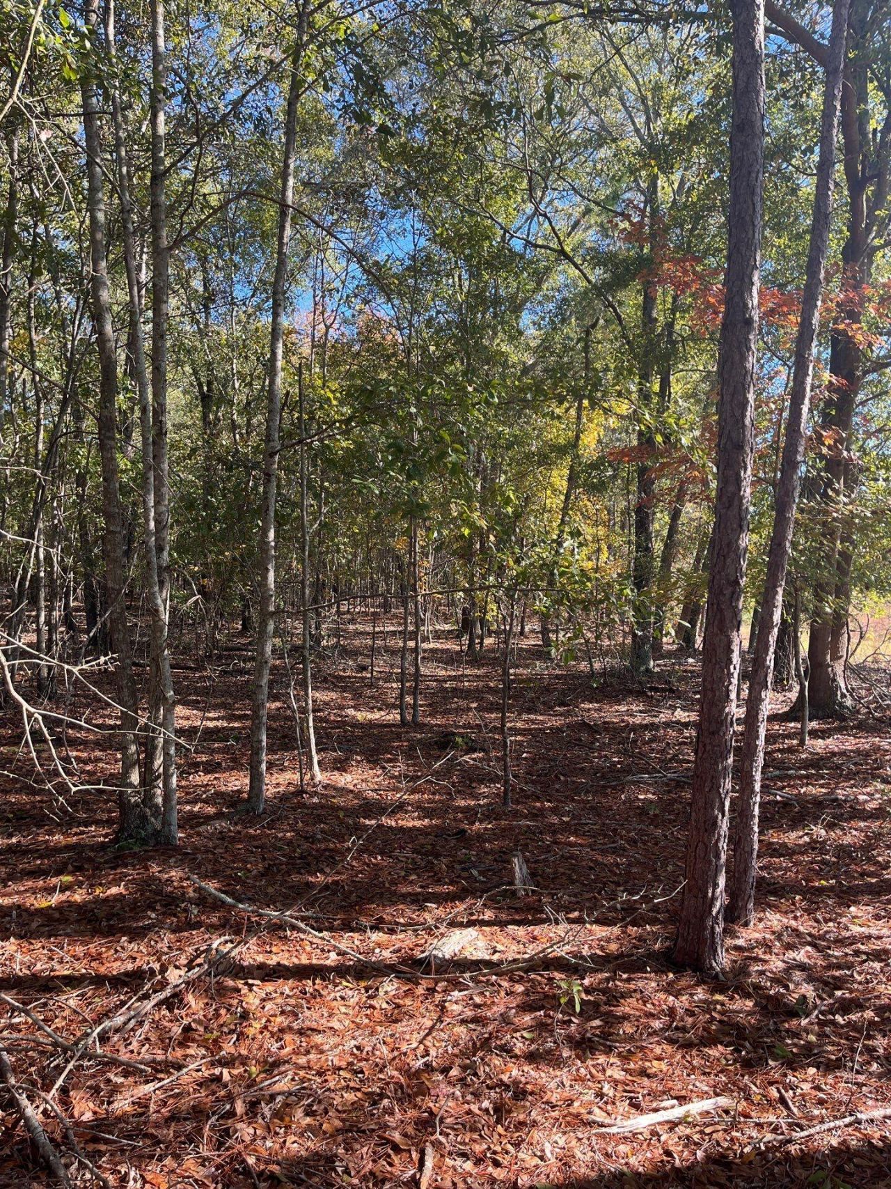 Bhl 7 Boise Cascade Photo 7