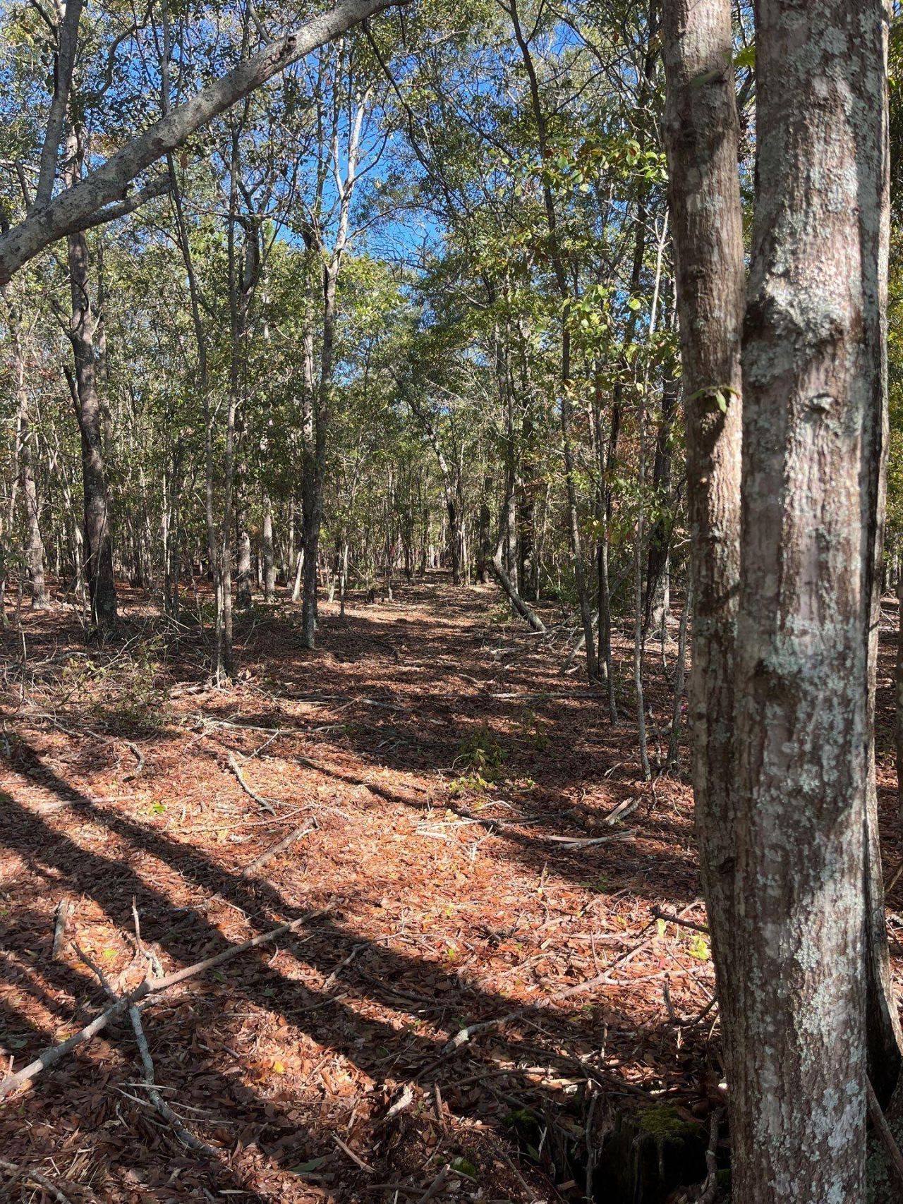 Bhl 7 Boise Cascade Photo 8