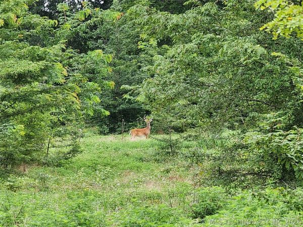 State Highway 63 , Talihina, OK 74571