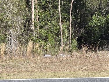 BAY ROAD , OCKLAWAHA, FL 32179