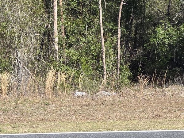 BAY ROAD , OCKLAWAHA, FL 32179