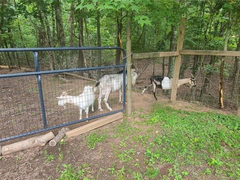 994 & 998 Mcgill Road, Vincent, OH 45784 Photo 21