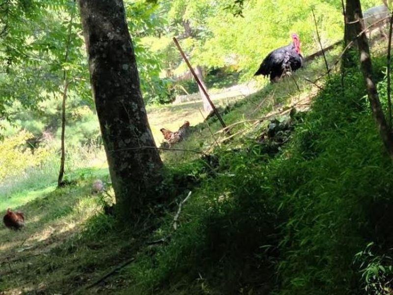 994 & 998 Mcgill Road, Vincent, OH 45784 Photo 22