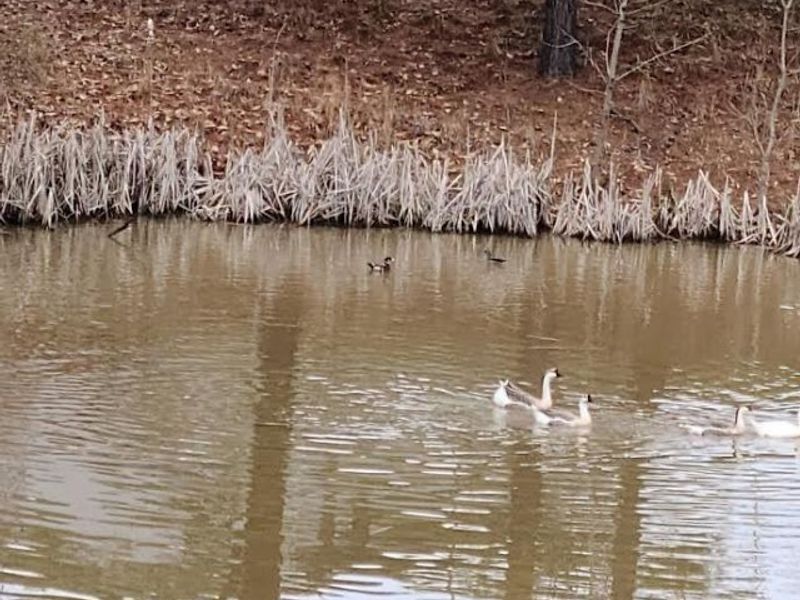 994 & 998 Mcgill Road, Vincent, OH 45784 Photo 31