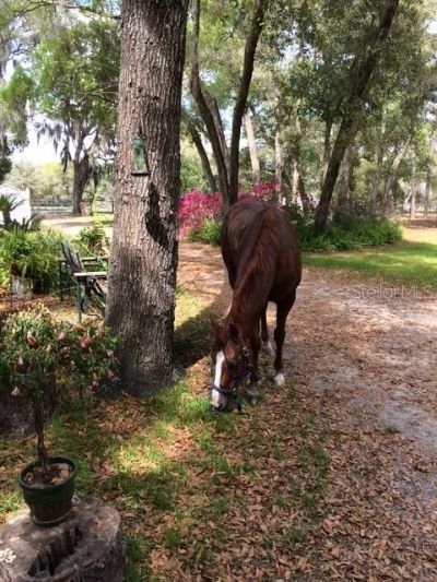 23404 Hobdy Road , Sorrento, FL 32776 Photo