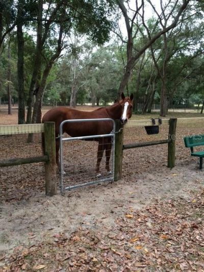 23404 Hobdy Road , Sorrento, FL 32776 Photo