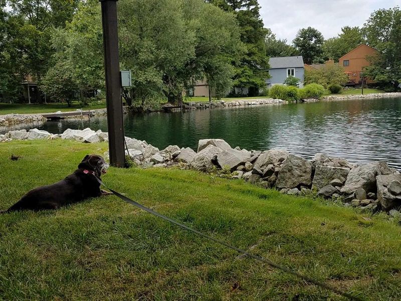 392 Hickory Lane, Westerville, OH 43081 Photo 37