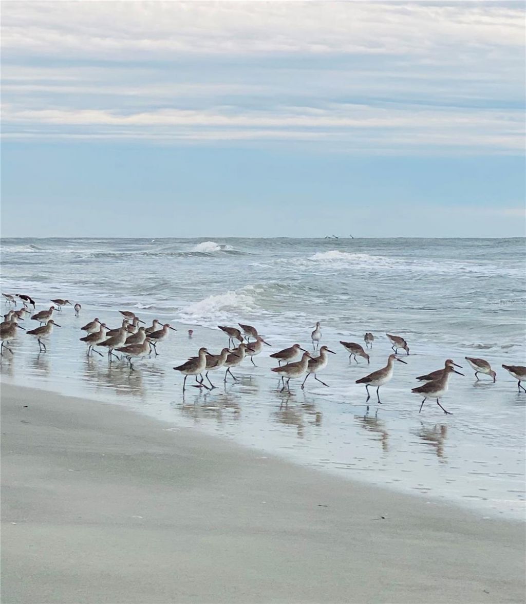 103 Bath Club Concourse, North Redington Beach, FL 33708 Photo