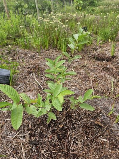 5833 Stewart Ln , Labelle, FL 33935 Photo