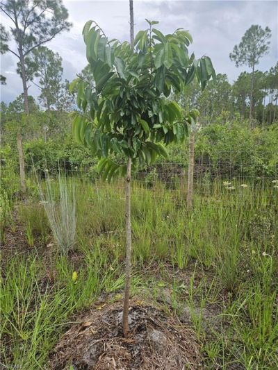 5833 Stewart Ln , Labelle, FL 33935 Photo