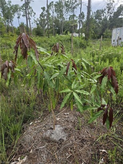 5833 Stewart Ln , Labelle, FL 33935 Photo