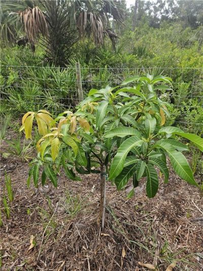 5833 Stewart Ln , Labelle, FL 33935 Photo