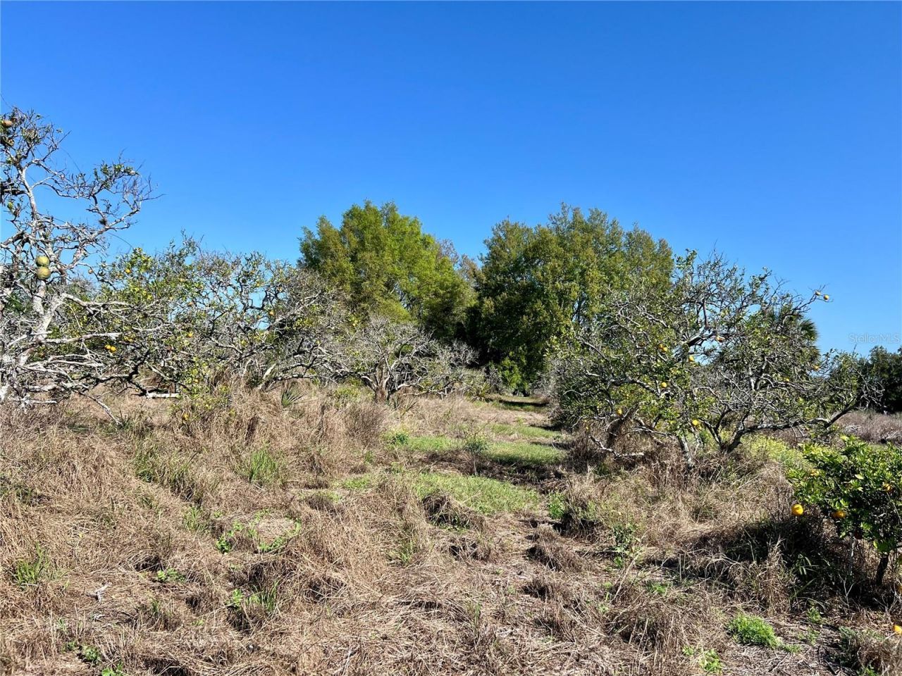 0 Apiary Circle , Grand Island, FL 32735 Photo