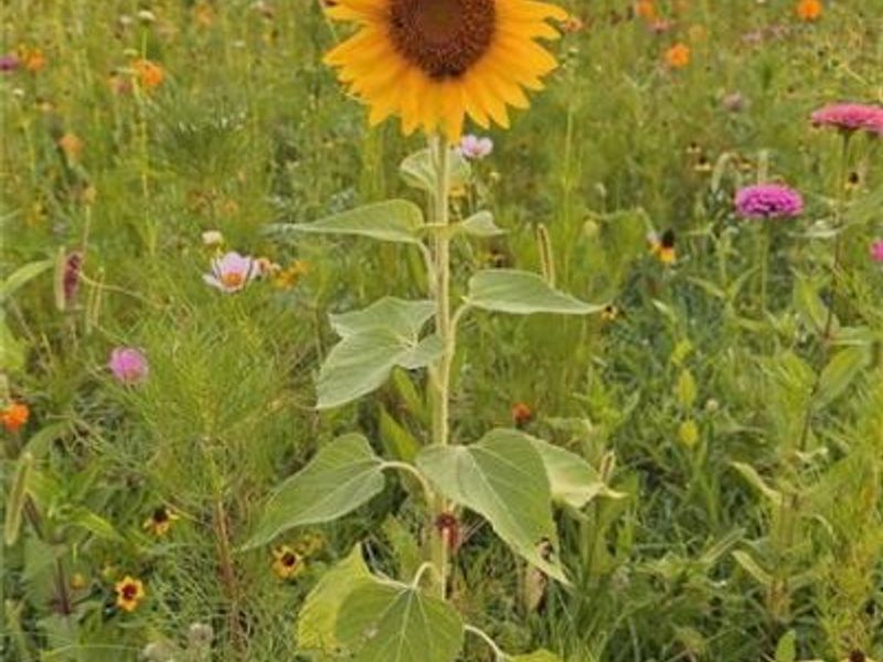 12406 Brookville Pyrmont Road, Brookville, OH 45309 Photo 59