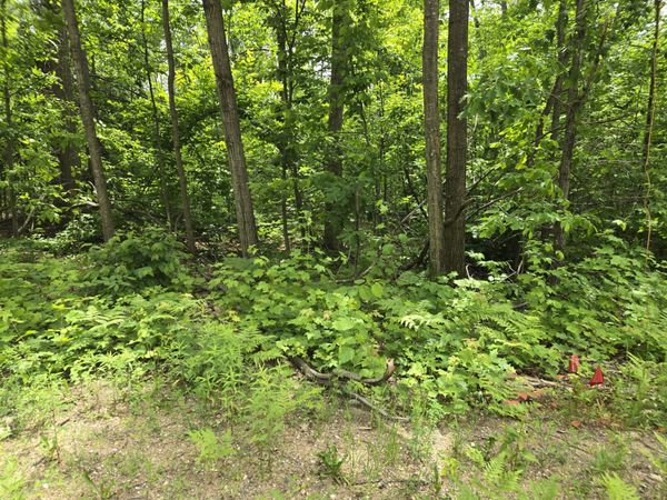 Lot 63 Sugarbush Drive, Gaylord, MI 49735
