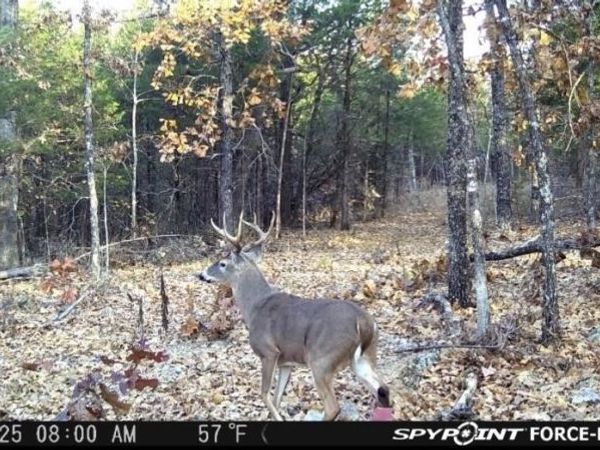 0000 Buck Ridge Lane , Williford, AR 72482