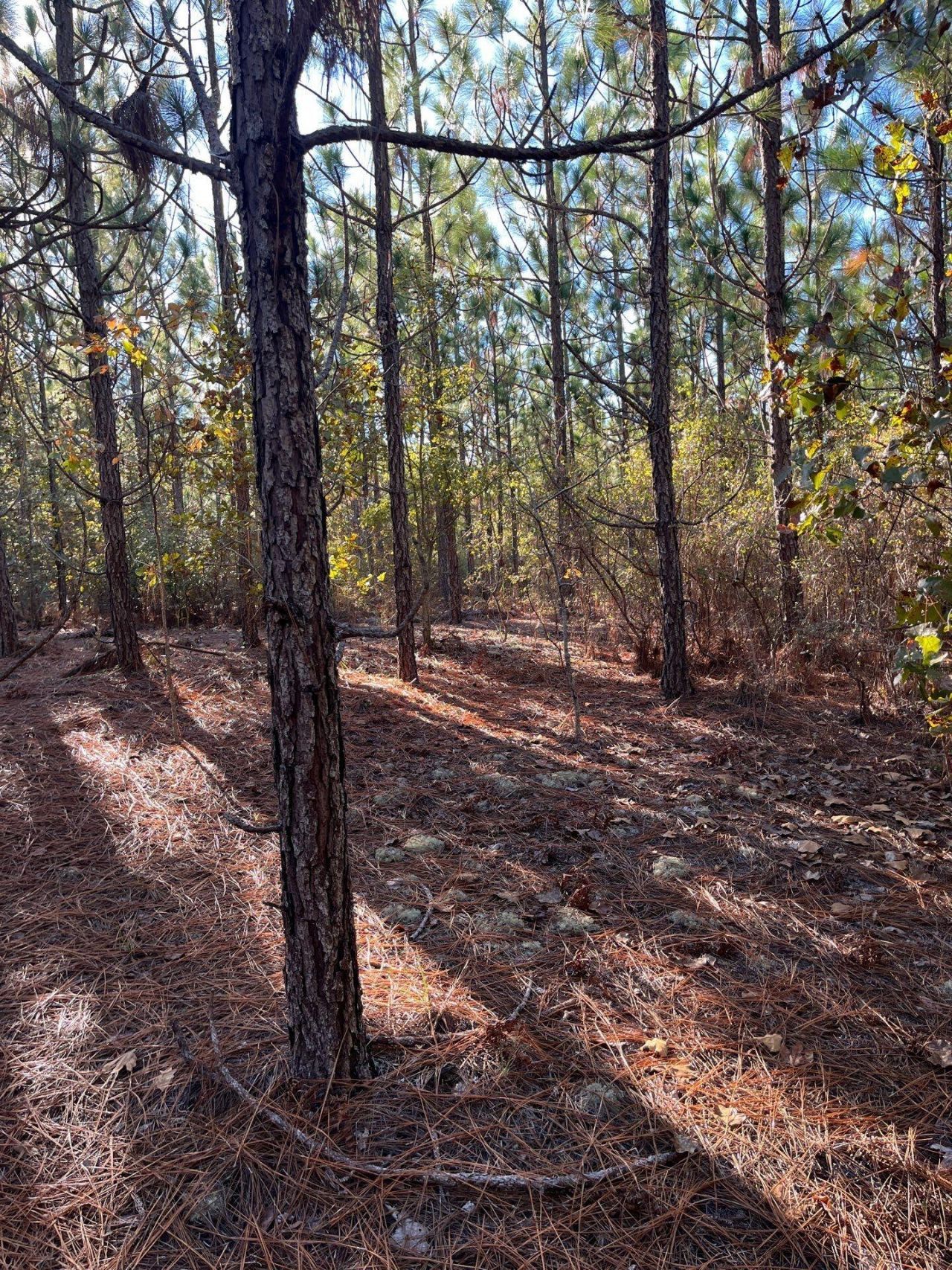 Ppf 12 Payne Pond Road Photo 17