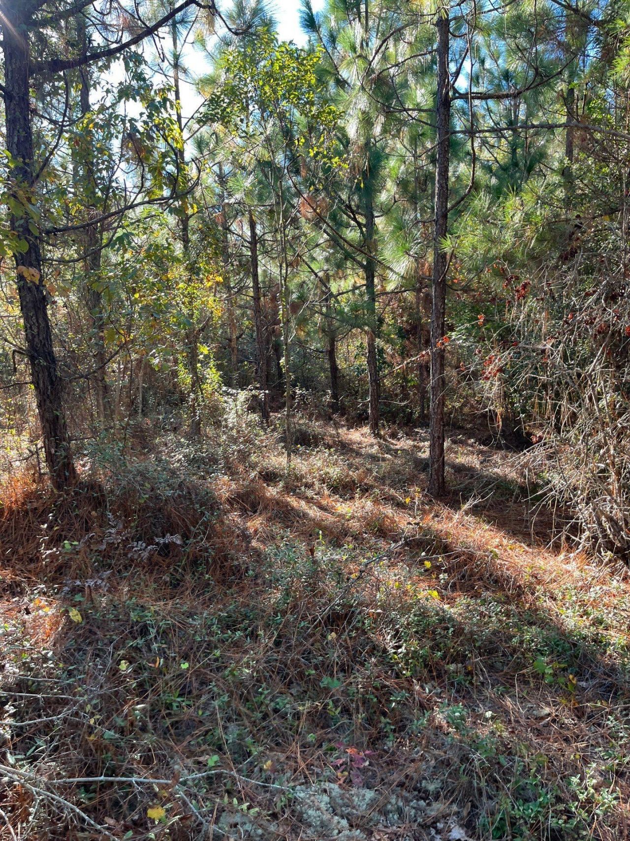 Ppf 12 Payne Pond Road Photo 31