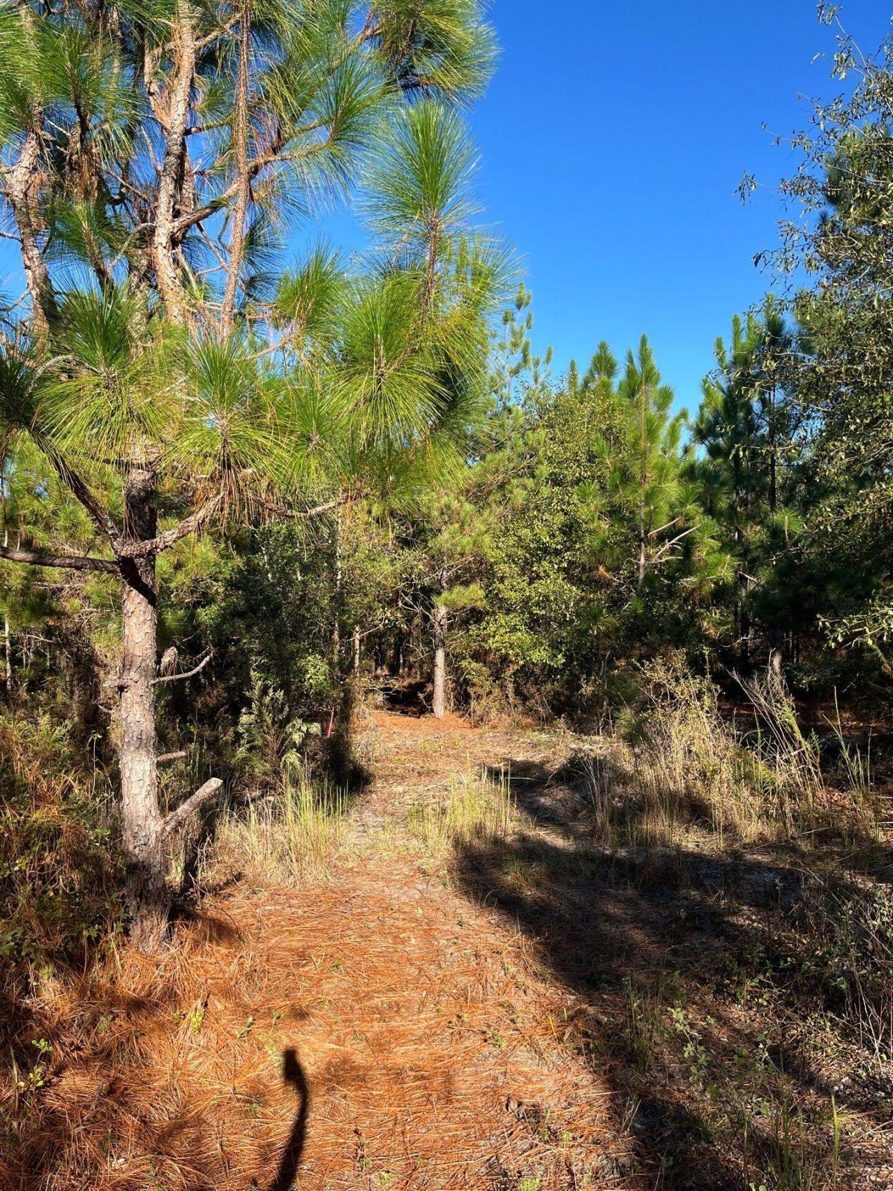 Ppf 12 Payne Pond Road Photo 40