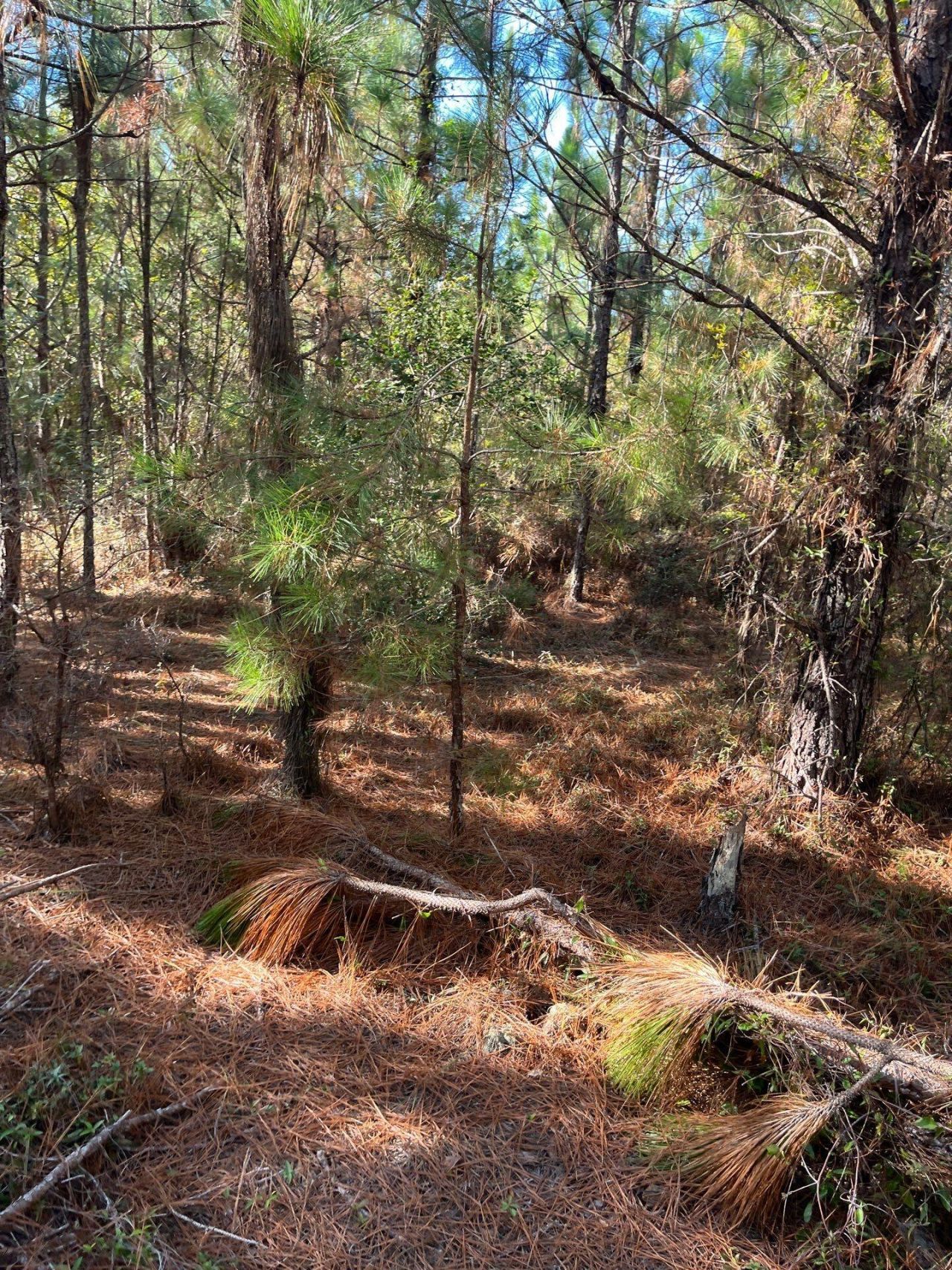 Ppf 12 Payne Pond Road Photo 45