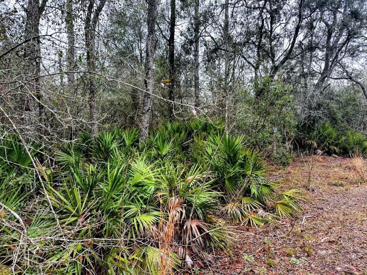 Tbd Off Riverview Road , Fanning Springs, FL 32693 Photo