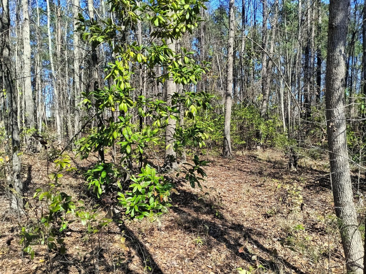 125 Knight Avenue Photo 7