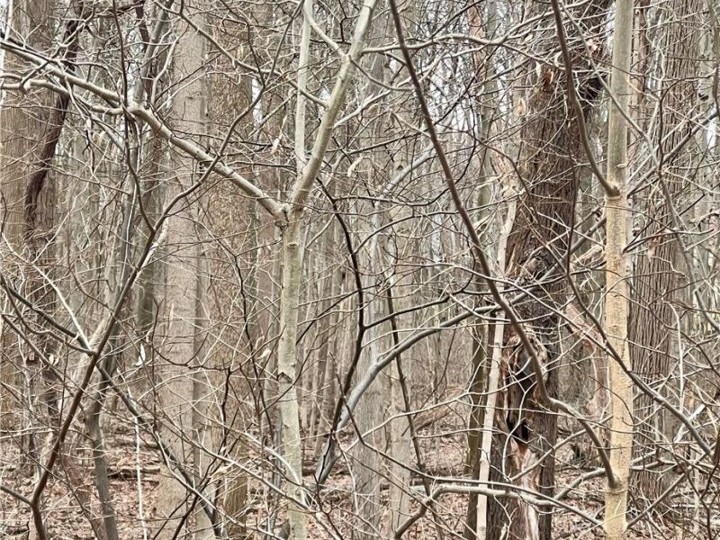 Maple Avenue, Boardman, OH 44512 Photo 1