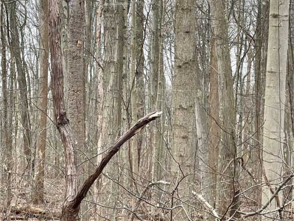 Maple Avenue , Boardman, OH 44512