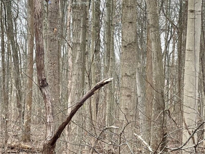 Maple Avenue, Boardman, OH 44512 Photo 1