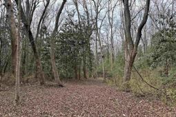 0 Tall Timber Drive  photo 4