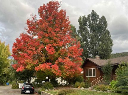 574 W High Street, Quincy, CA 95971 Photo