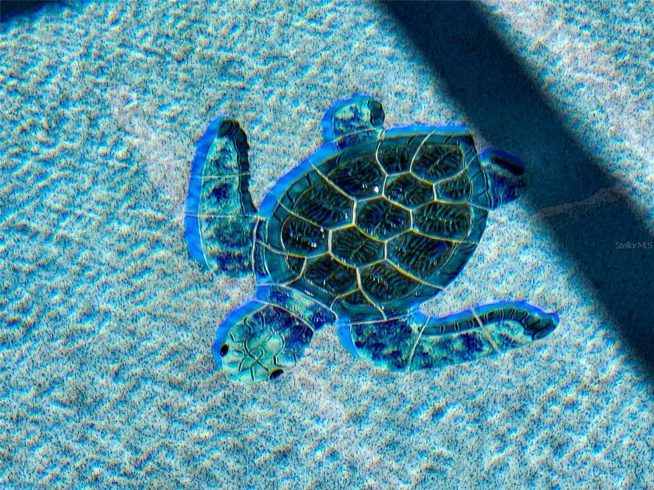 2943 Needle Palm Drive, Edgewater, FL 32141 Photo