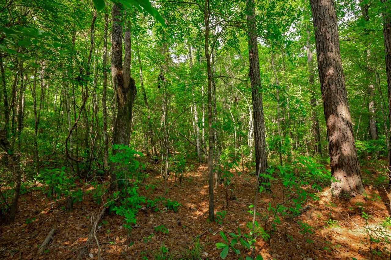 0 Sand Plant Rd.  Photo 14