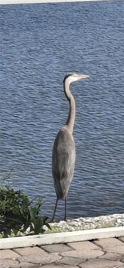 11779 SW Dallas Drive S, Lake Suzy, FL 34269 Photo