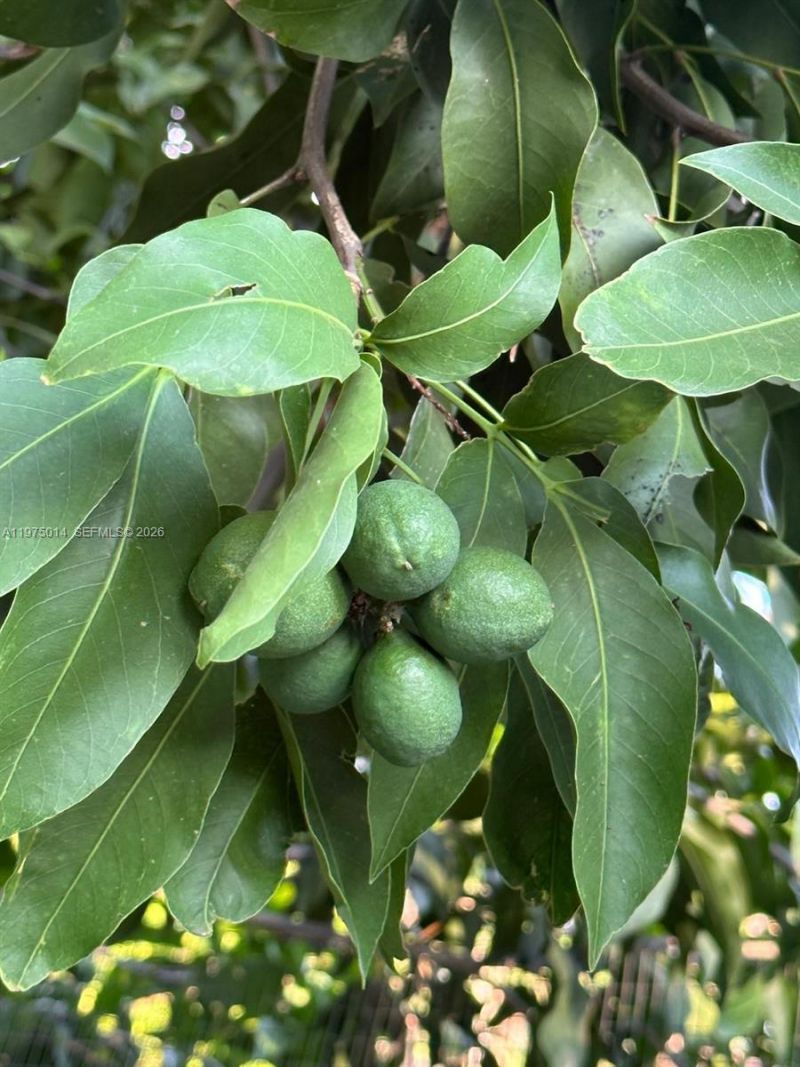 20825 SW 242nd St , Homestead, FL 33031 Photo