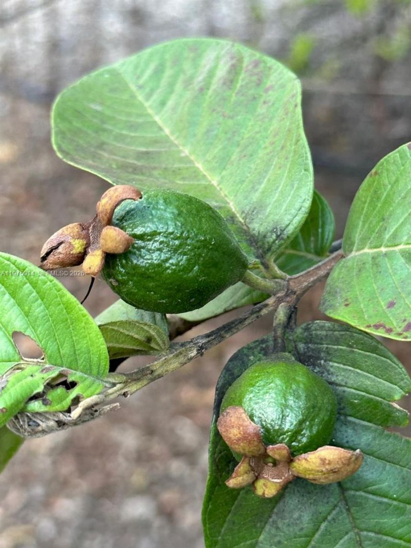 20825 SW 242nd St , Homestead, FL 33031 Photo